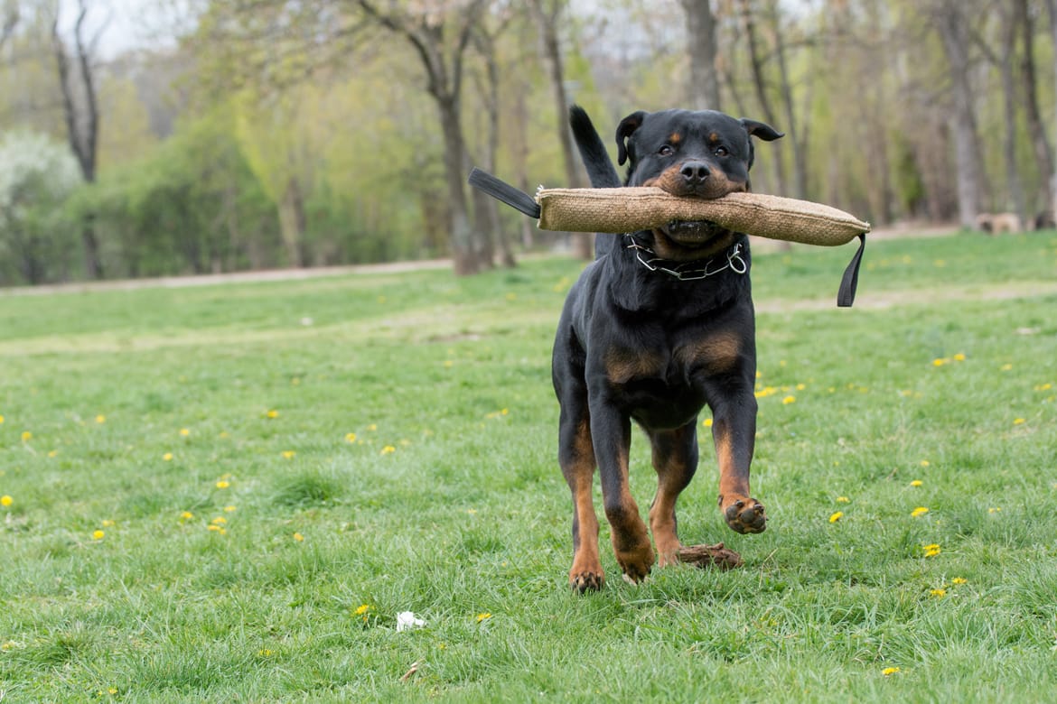 //j3dogtraining.co.uk/wp-content/uploads/2021/11/J3-Adolescents-Training-Towcester.jpg