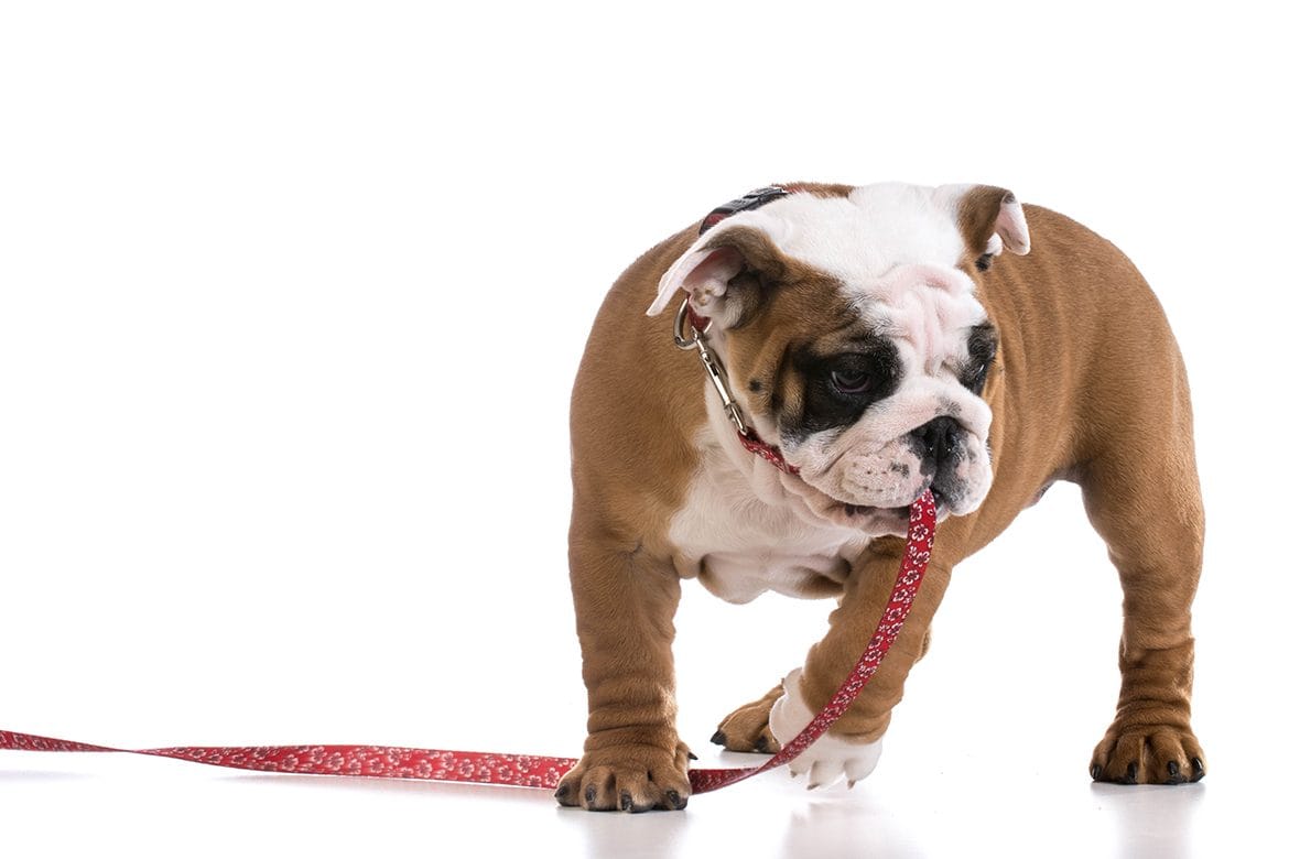 //j3dogtraining.co.uk/wp-content/uploads/2021/11/J3-Puppy-Training-Towcester-e1638353161378.jpg