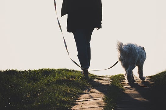 //j3dogtraining.co.uk/wp-content/uploads/2022/08/pexels-dariusz-grosa-2043021-c.jpg