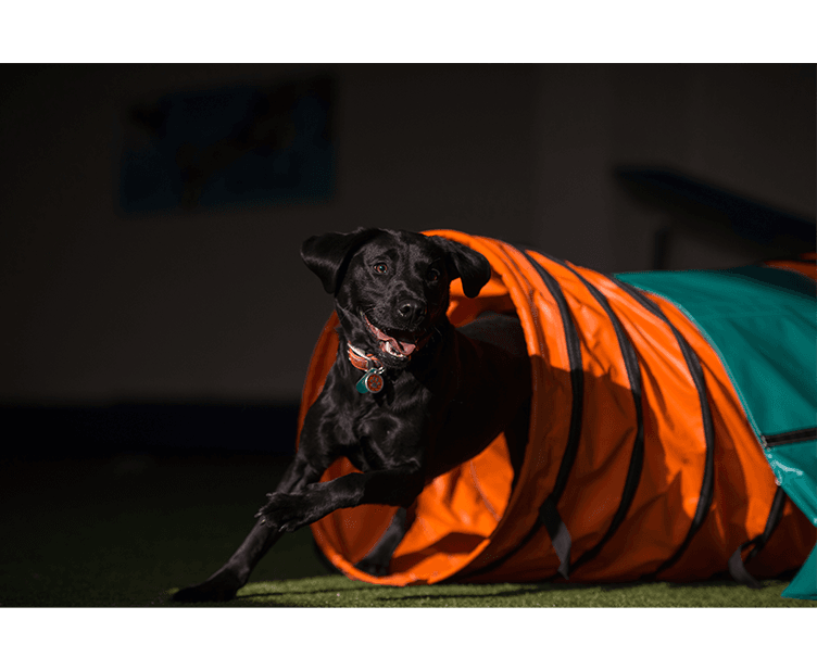 //j3dogtraining.co.uk/wp-content/uploads/2021/11/what-we-do-2-1-3-1.png